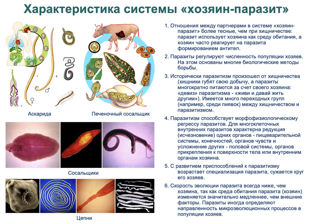 Характеристика паразитов