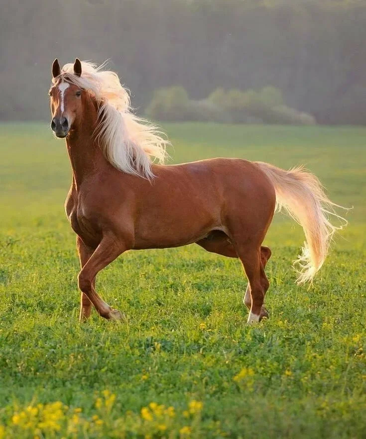 ФОТО ВЗЯТО ИЗ ОТКРЫТОГО ИСТОЧНИКА.