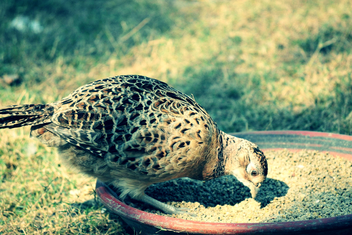 Куропатка обыкновенная