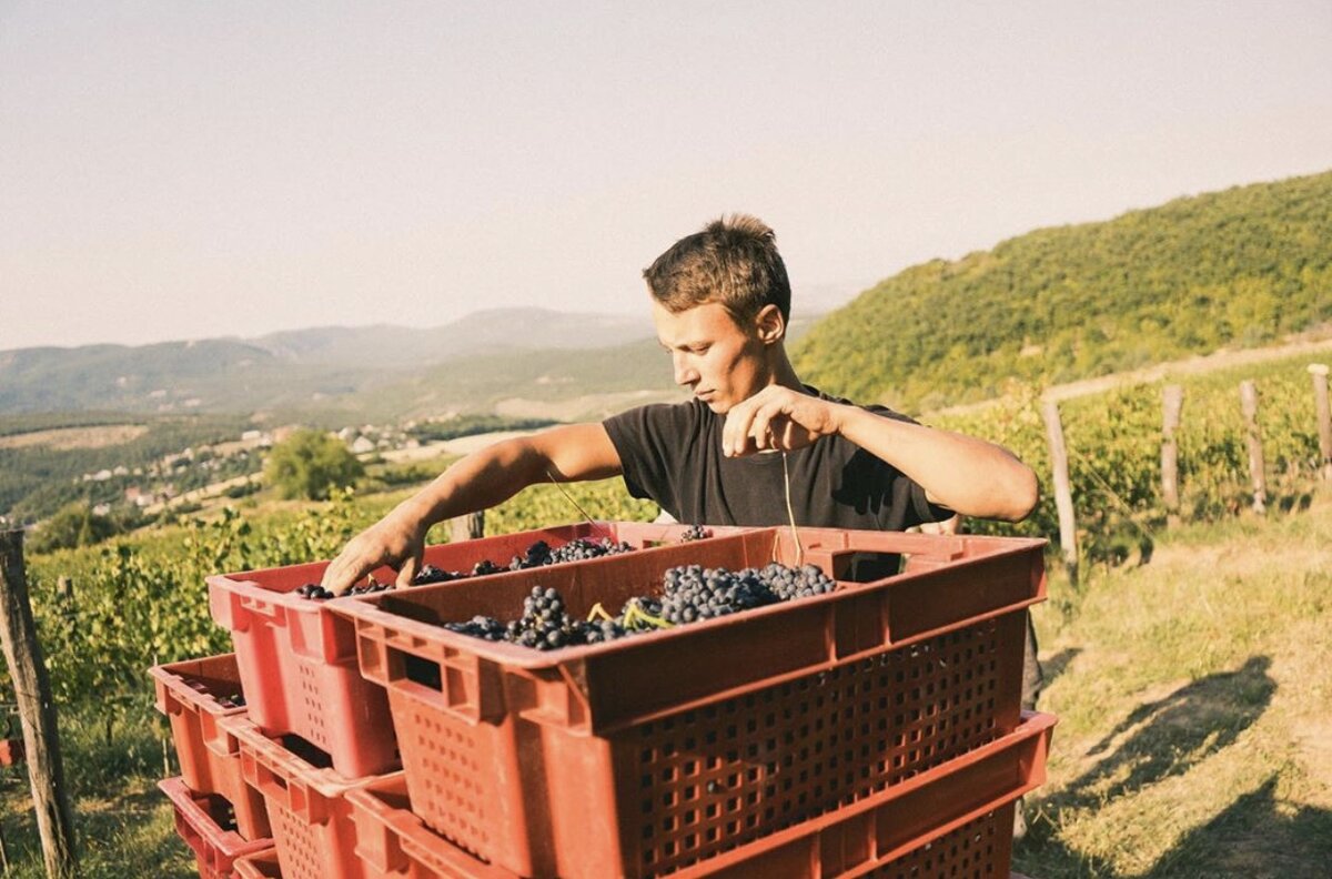 Сбор винограда волонтерами на UPPA Winery