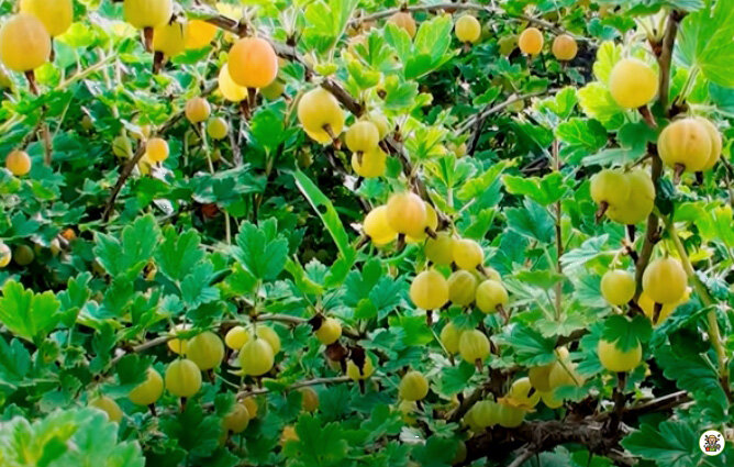 Урожай крыжовника