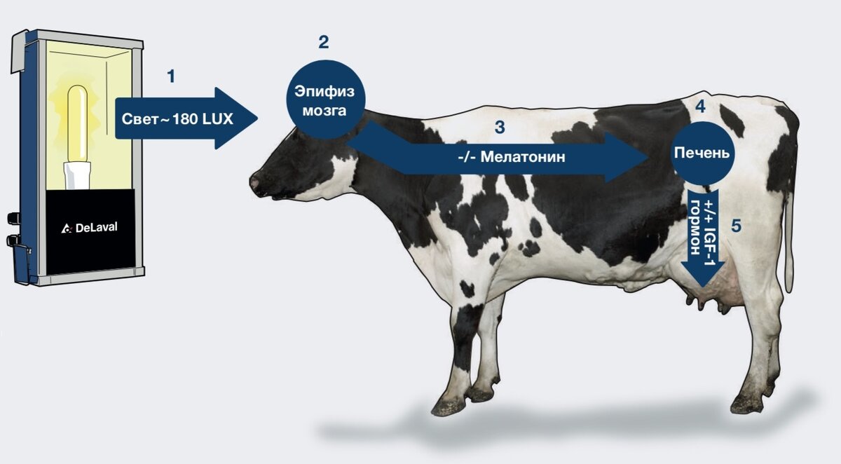 Продолжительный световой день увеличивает производство молока