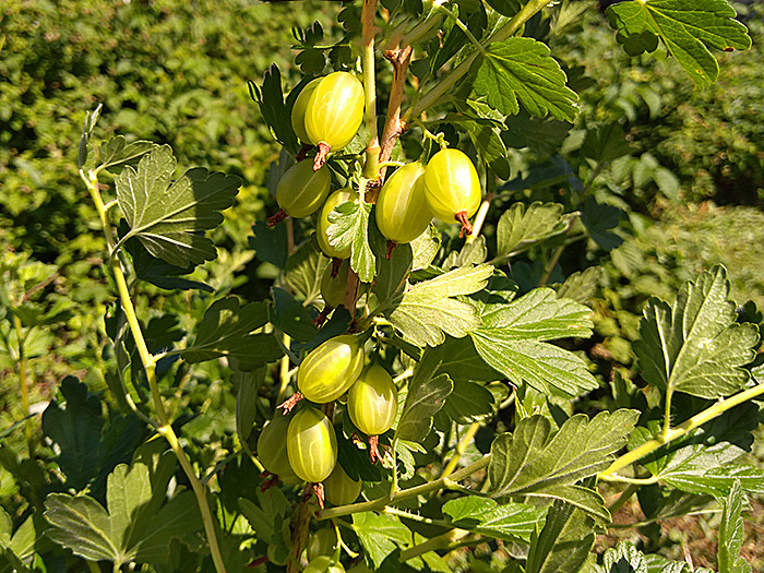 Незрелый крыжовник