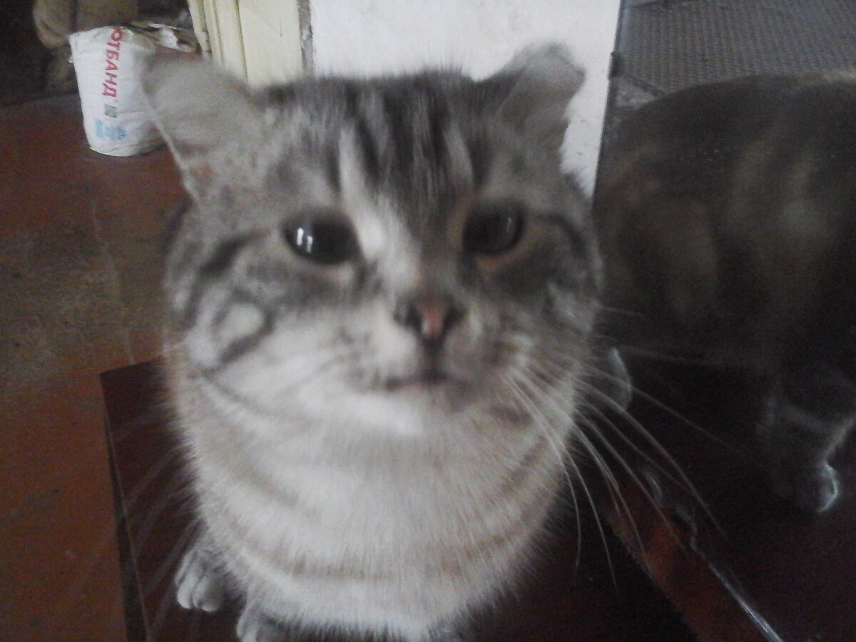 Вася-Базилевс