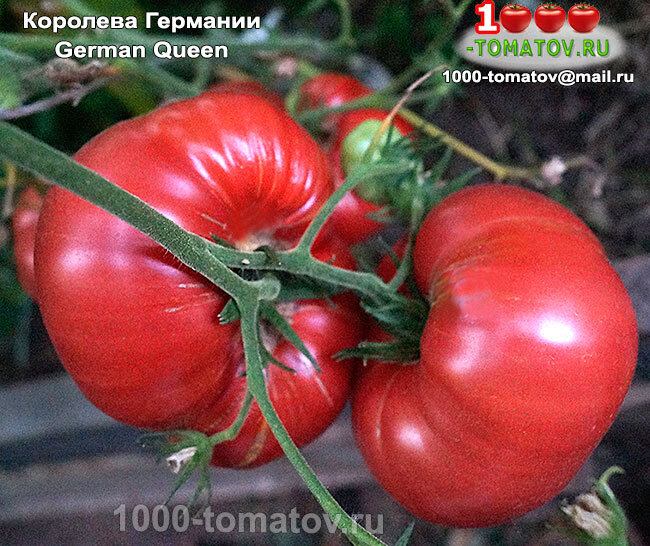 Томат Королева Германии German Queen фото 1