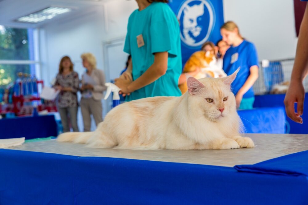 Кот породы "Мейн-кун"