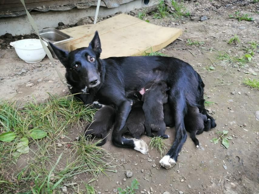 Гера и ее малыши