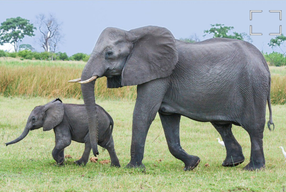 Что самое главное между бабочкой и слоном. Слон слониха Слоненок. Африканский слон. Африканский Слоненок. Слониха со слоненком.