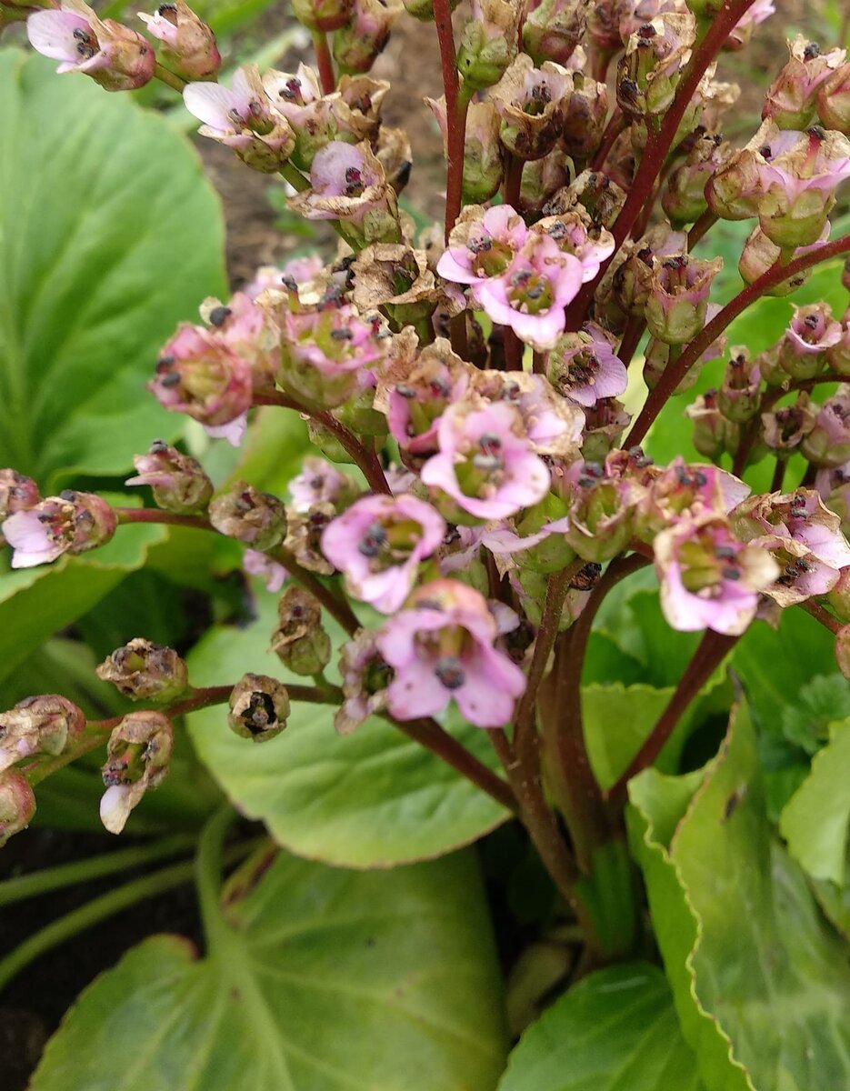 Бадан отцветающий