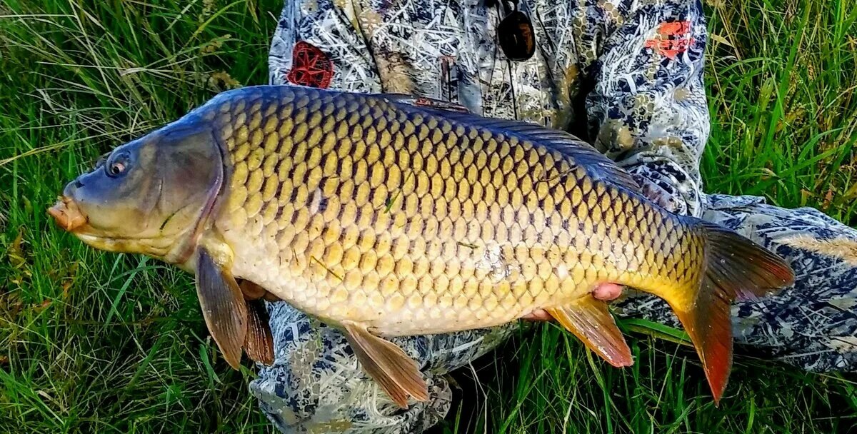 сазан рыба. сазан водится. сазан сазан. сазан сазан. сазан, обыкновенный карп.