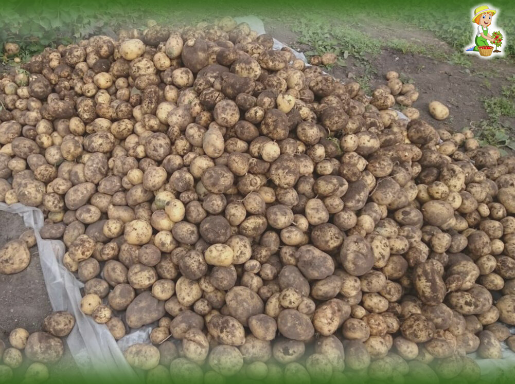 Как сохранить урожай картофеля до весны? Делюсь своими секретами.
