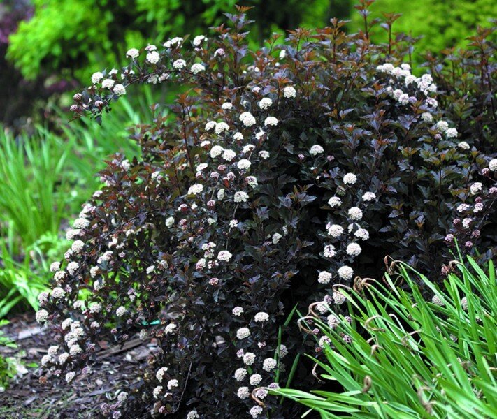 Очень красив в сочетание с зеленолистными и желтолистными формами