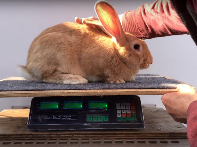 Весы кролик какие. Взвешивание кроликов. Кролик на весах. Кролик весит. Кролик весовой.
