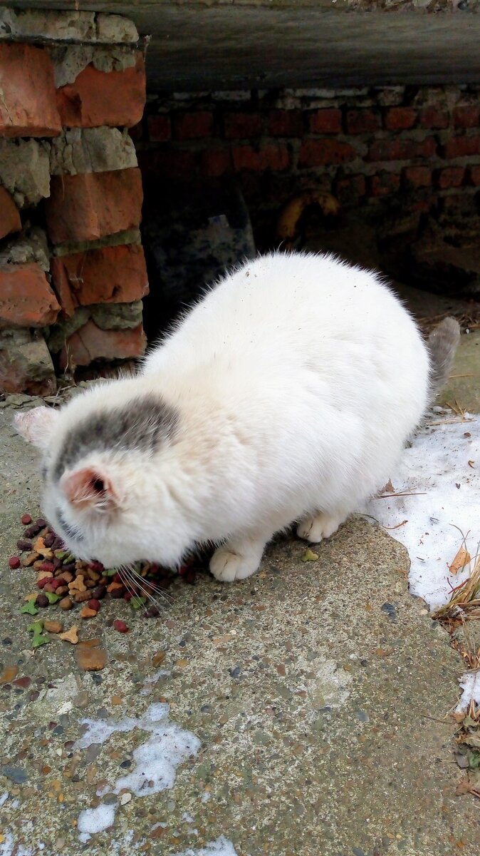 Пока ещё не Белка, а просто приблуда подъездная