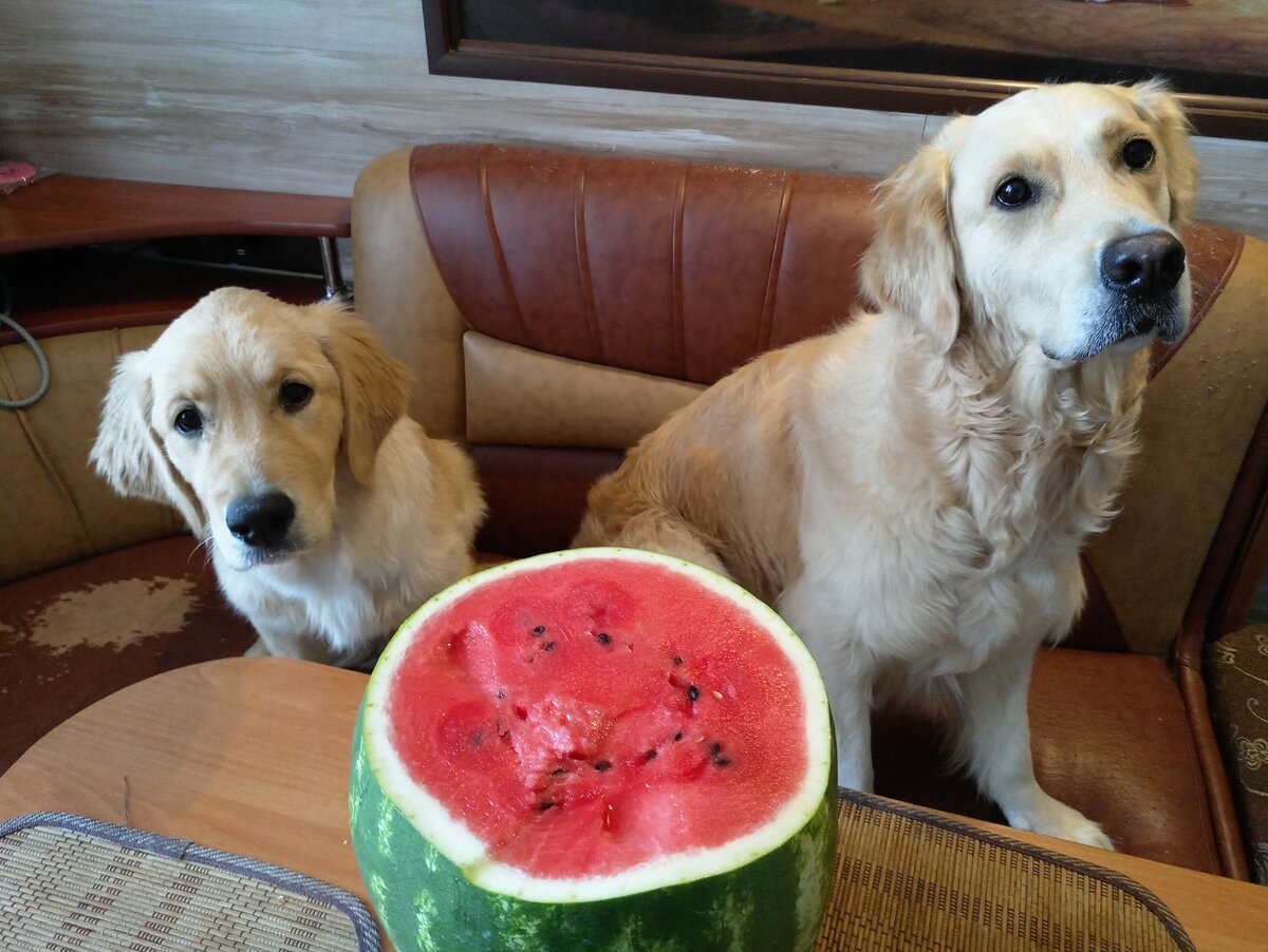 Куба и маленькая Ляля. А также арбуз нам всем для поднятия январского настроения. Фото июль 2019 года