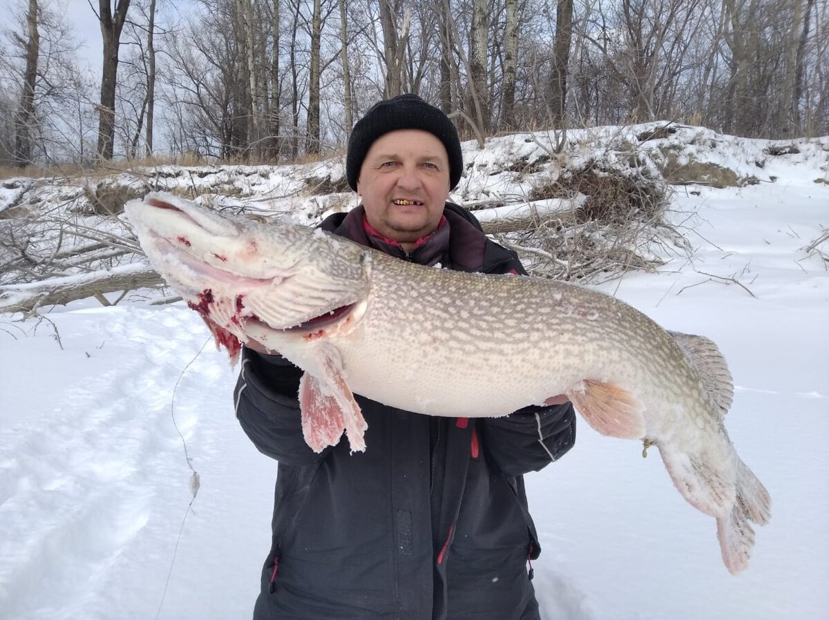 Фото Владимира. Щука на восемь килограмм.