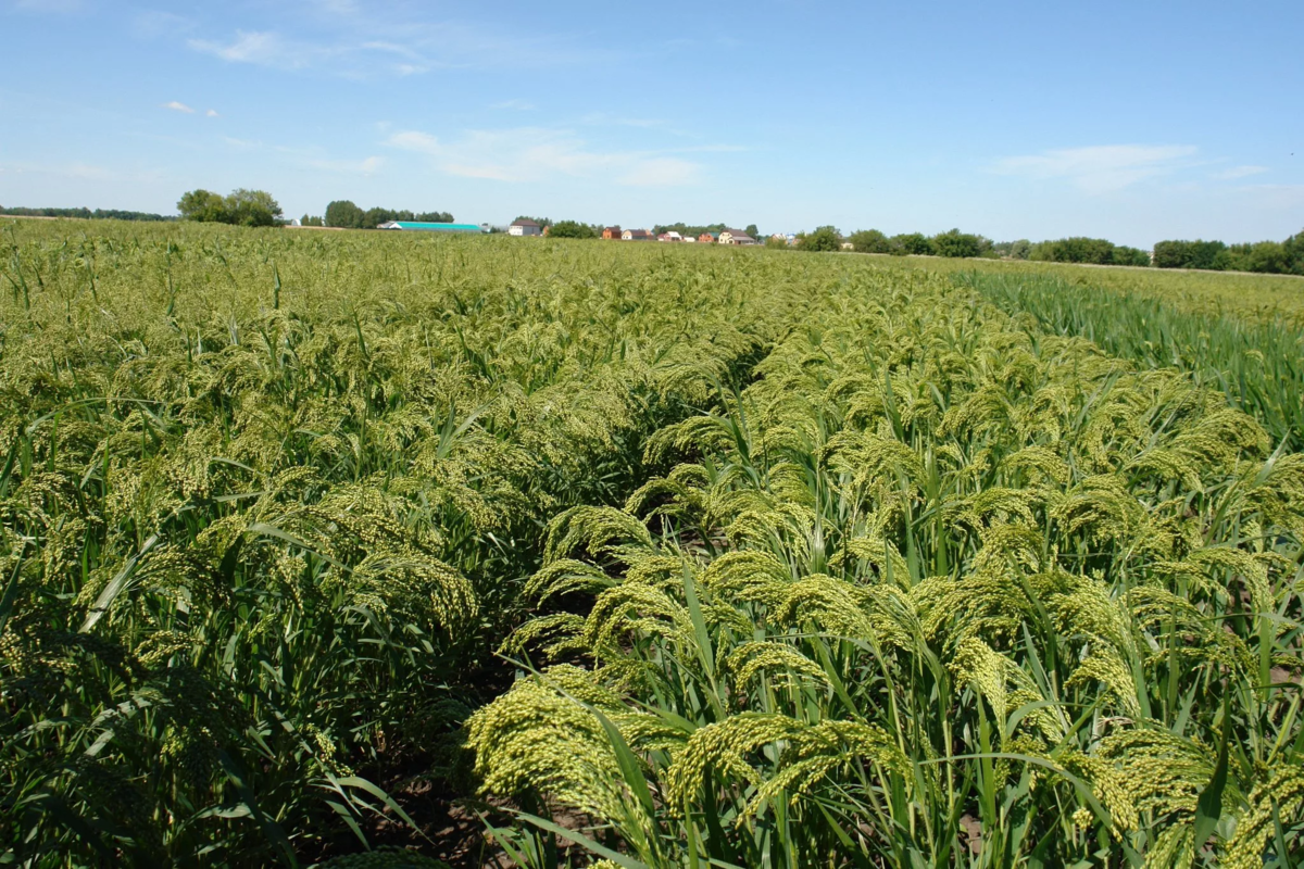 Просо сорнополевое. Просо это зерновая культура. Яровое просо. Просо (Panicum miliaceum). Особенности проса