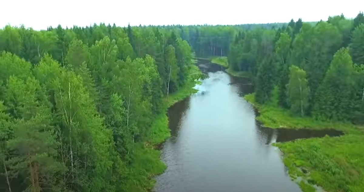 И Родина одна, как берёза во поле.