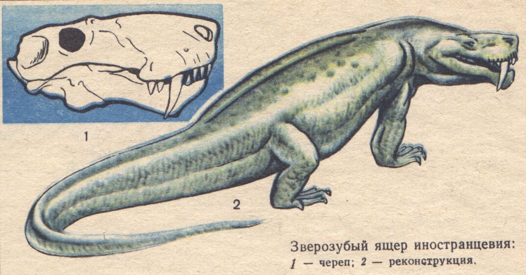 На рисунке изображен череп и реконструкция циногнатуса
