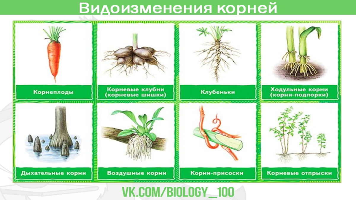 Размножение видоизмененным корнем. Видоизмененные корни это в биологии.