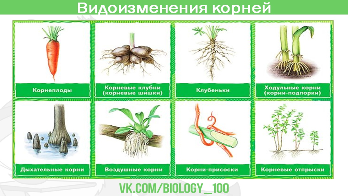 Таблица по биологии 6 класс корни. Видоизменения корней корнеплоды. Видоизменения корней растений. Видоизмененные корни это в биологии. Видоизменения корней корневые клубни.