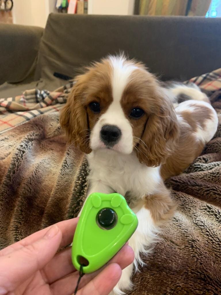 Кавалер Кинг Чарльз Спаниель и кликер