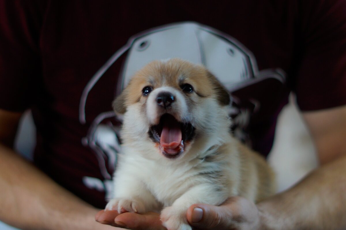 Питомник "Голден Харт Виннер" г. Красноярск. Голден Харт Винеер Мерседес