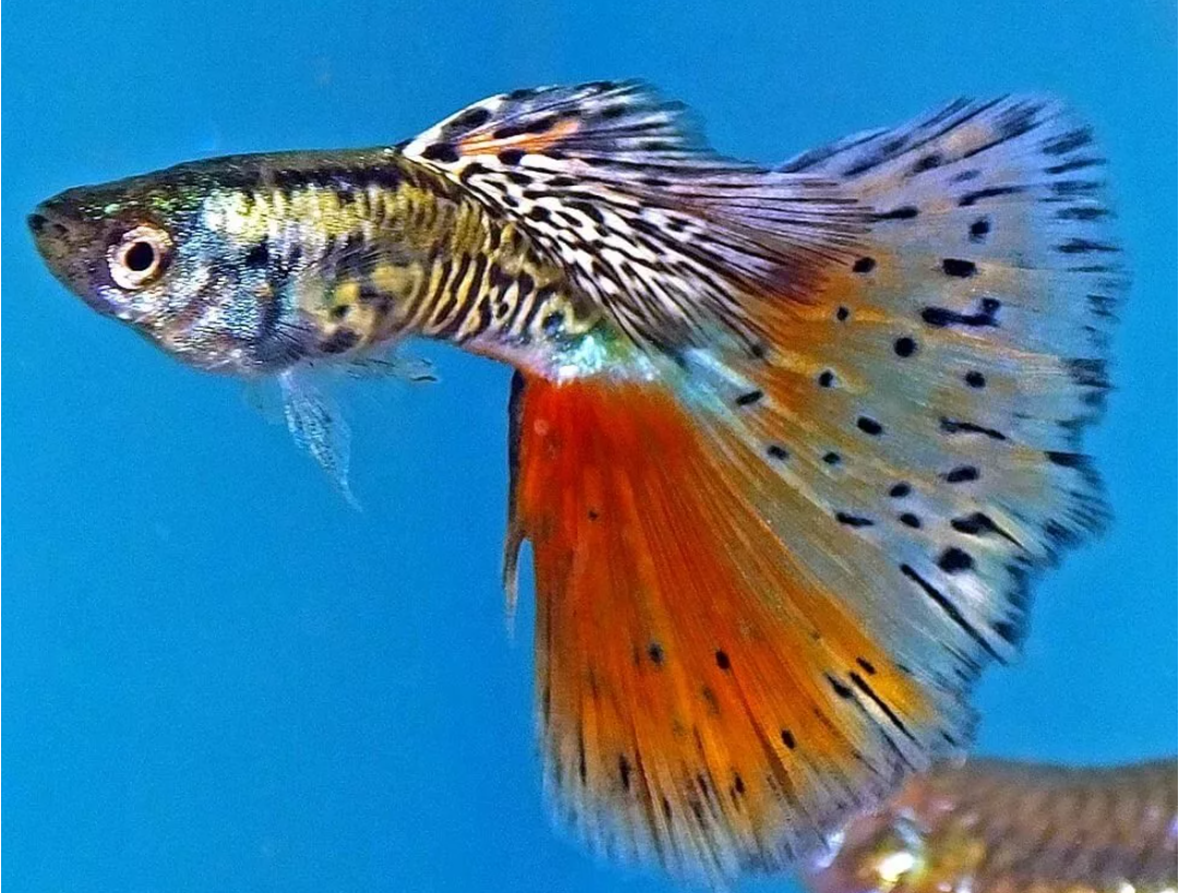гуппи аквариумные рыбки фото с названием