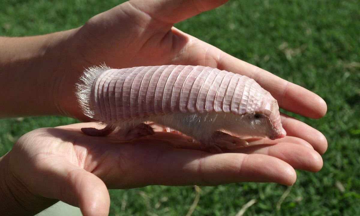 Плащеносный броненосец