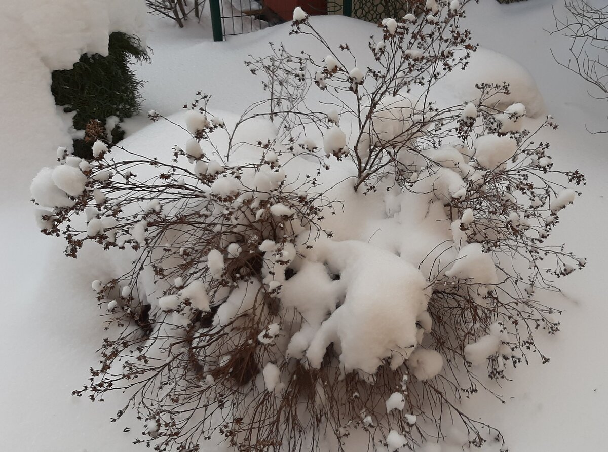 18 января 2021. 