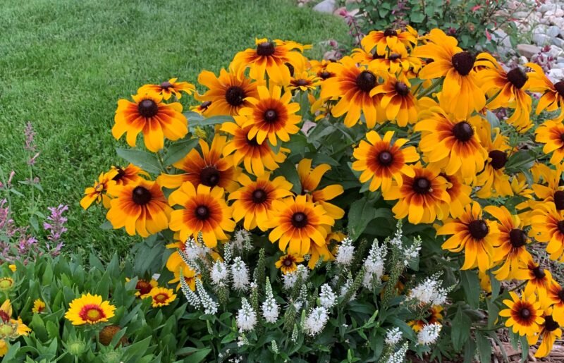 Рудбекия волосистая (Rudbeckia hirta) ‘Rising Sun Chestnut Gold’