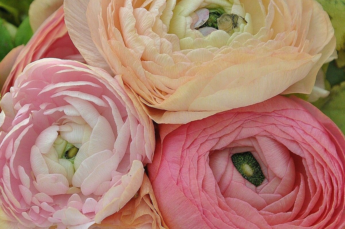 Лютик азиатский Pink