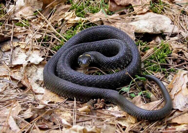Полоз желтобрюхий (лат. Dolichophis caspius)