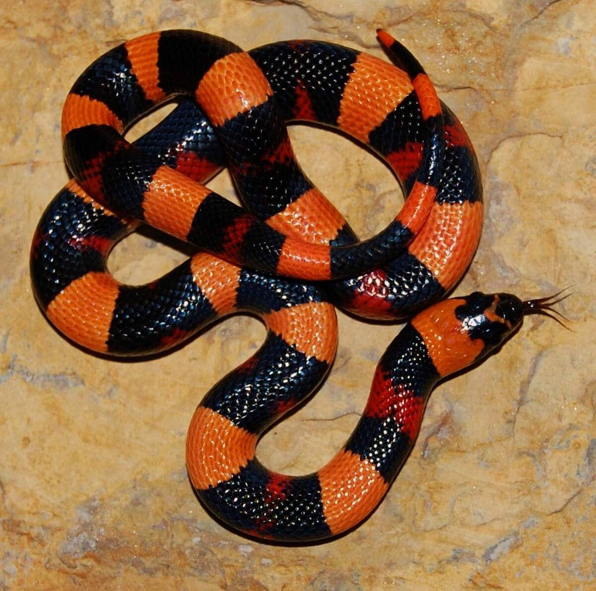 Синалойская Королевская змея