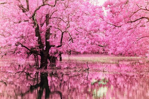 Ослепительная красота цветущей сакуры