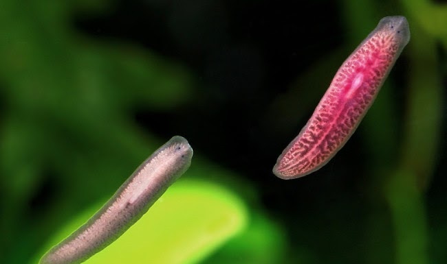 Планария. Источник https://www.google.ru/imghp