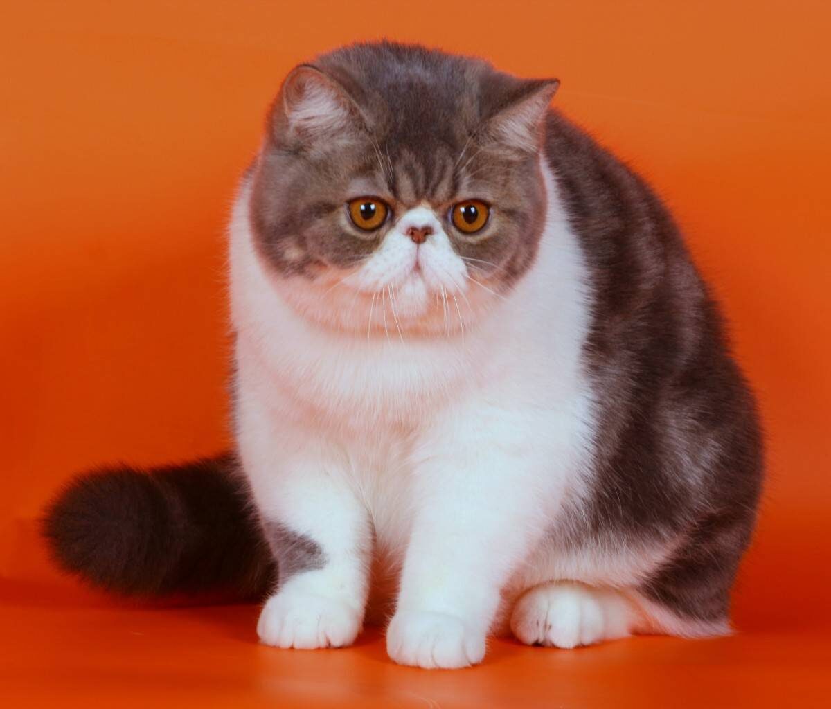 Экзотическая кошка