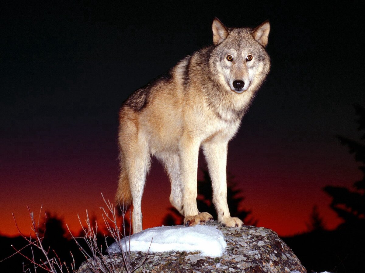самая красивая волк фото