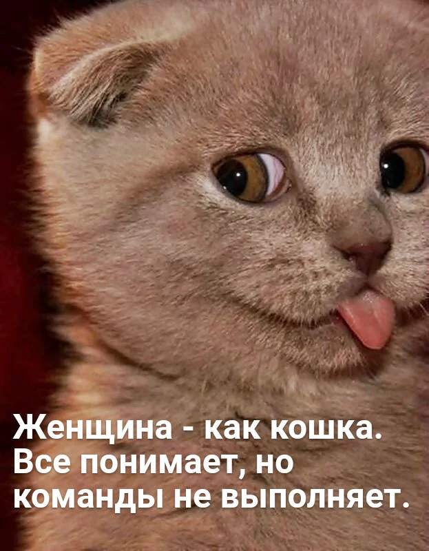 Любить кошку можно только на ее условиях. Пол Грэй.