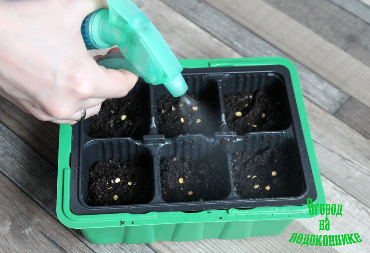 Петуния всходы рассада. Здоровая рассада петунии. Посев помидор на рассаду. Петунья посадка семенами на рассаду. Петуния пикировка рассады.