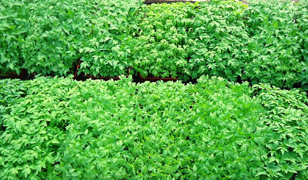                                                  Рассада толстоногих томатов 