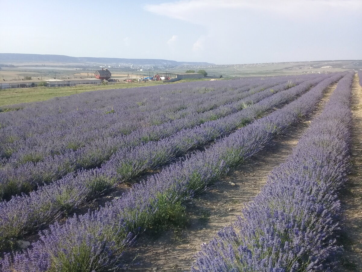 Тургеневка крым лавандовые поля. Лавандовое поле крым бахчисарайский район. Лавандовое поле тургеневка сегодина. Бахчисарайский районный тургеневка. Тургеневка бахчисарайский район.