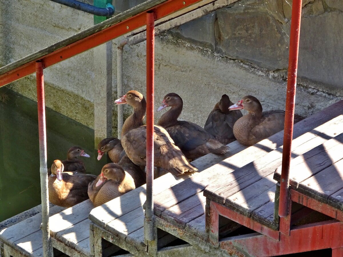 Уточки отдыхают