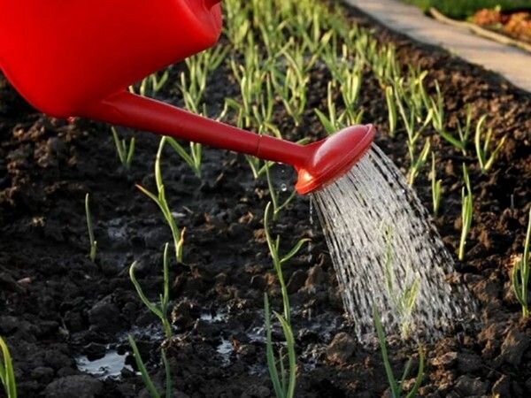 Фото из интернета