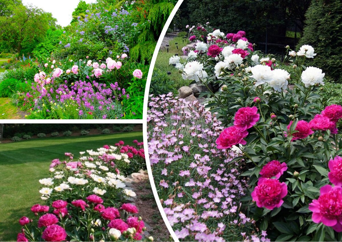 Пион (Paeonia)