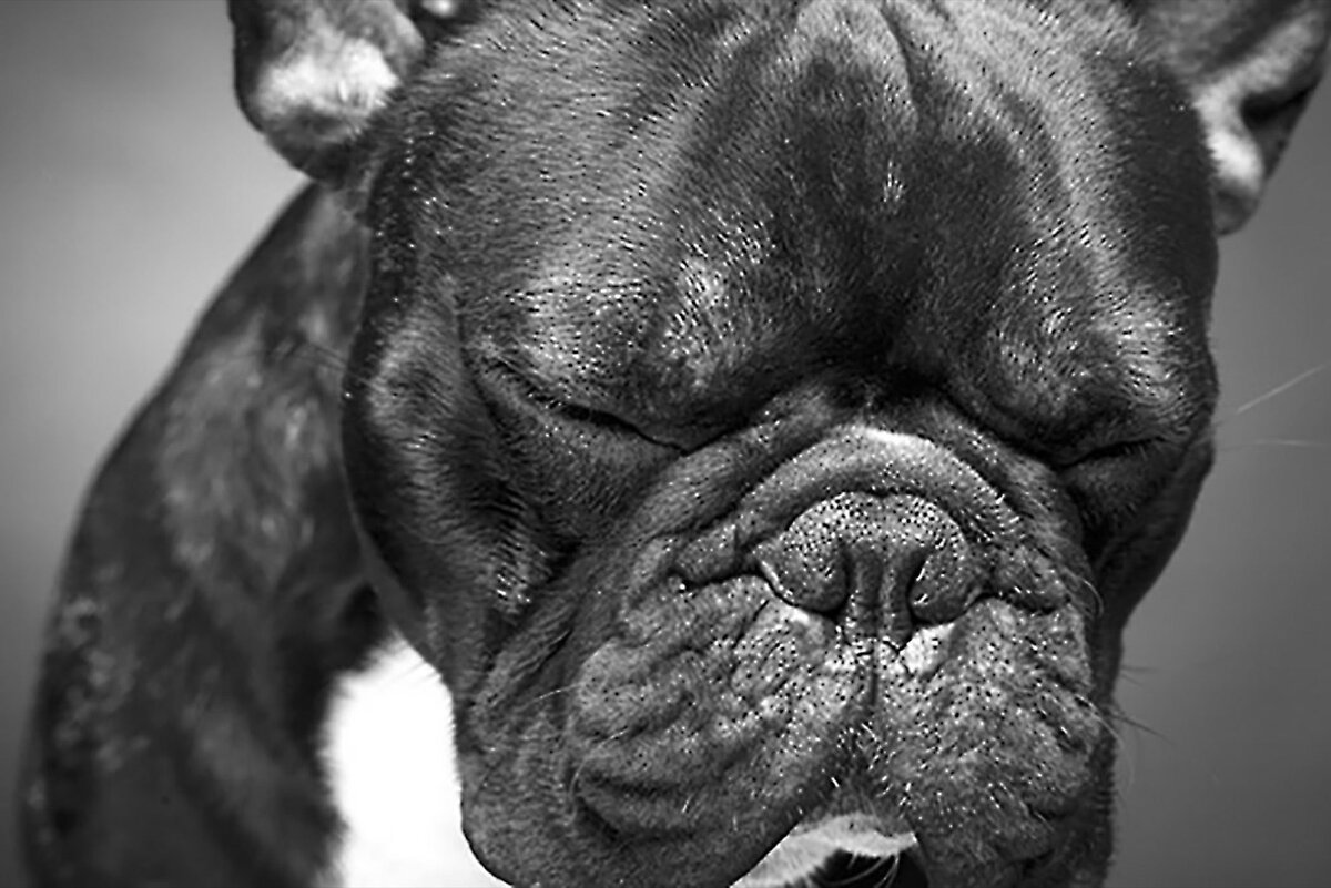 Брахицефалы - собаки с укороченной мордой