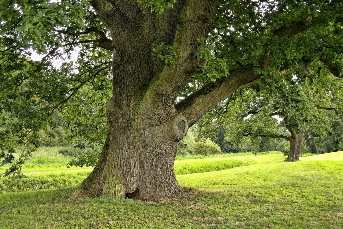Деревья разные важны, деревья разные нужны 