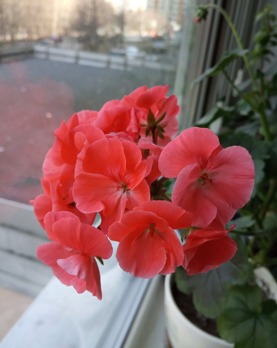 Зональная пеларгония, выращенная мной из семян