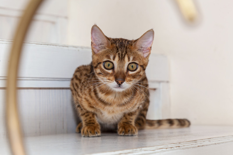 Кошка сидит на ступеньках