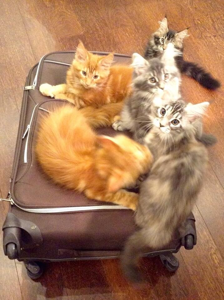 Котята мейн-куна с грустью провожают своих хозяев в путешествие. Фото автора